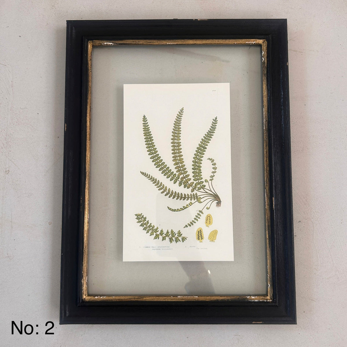Antique Black Framed Fern Print | Small