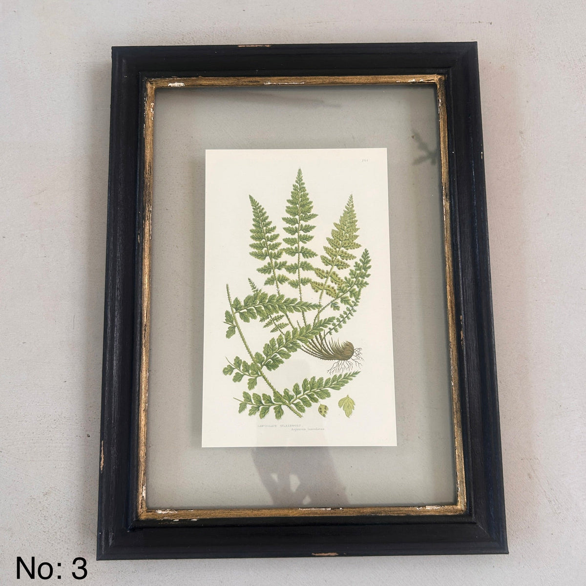 Antique Black Framed Fern Print | Small