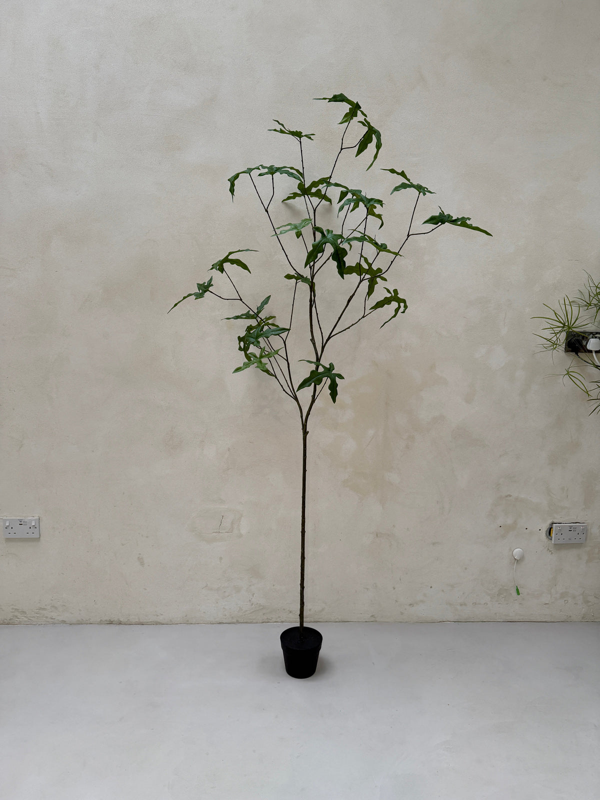 Faux potted fig tree 210cm